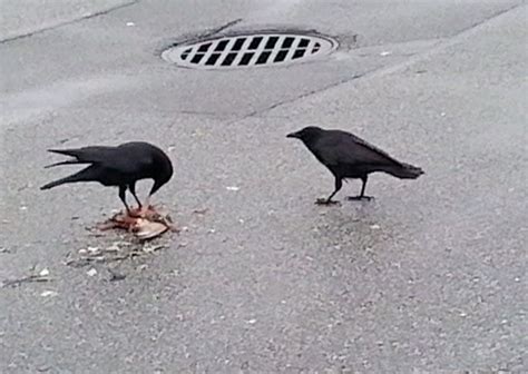 長居公園 駐車場 そして、なぜカラスは駐車場で会議を開くのか？