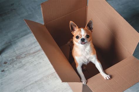 犬 引っ越し ストレス そして新しい世界への扉