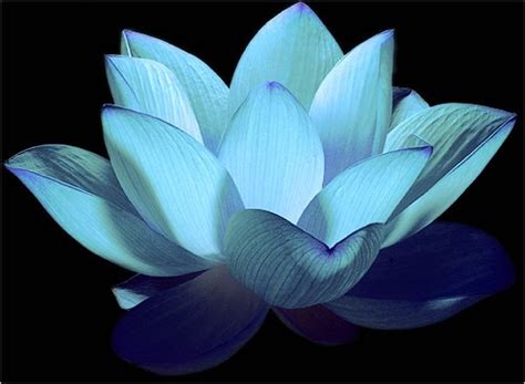  The Blue Lotus of Dharma – A Celestial Dance of Ink and Serenity!