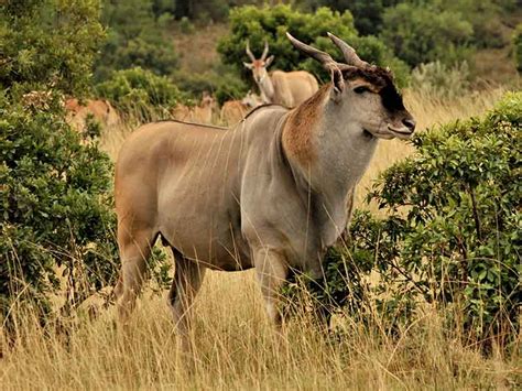  The Eland Hunt - ลีลาแห่งการเคลื่อนไหวที่สง่างาม และ การเฉิดฉายของชีวิตในแอฟริกาใต้โบราณ!