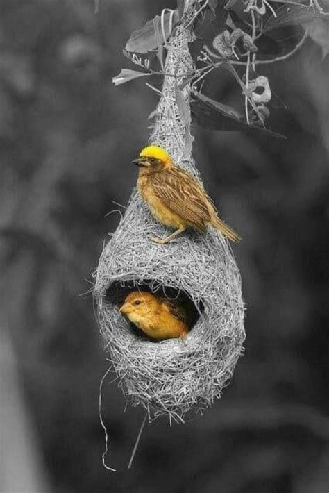  “The Weaver Bird” – การทัดเทียมฝีมือของวิญญาณและความงามที่เรียบง่าย